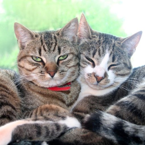 Arrivée du chaton et cohabitation avec les autres animaux