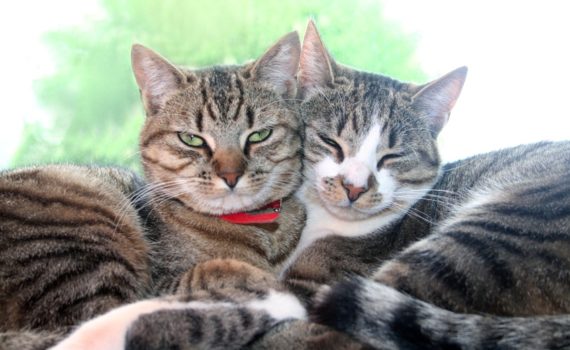 Arrivée du chaton et cohabitation avec les autres animaux