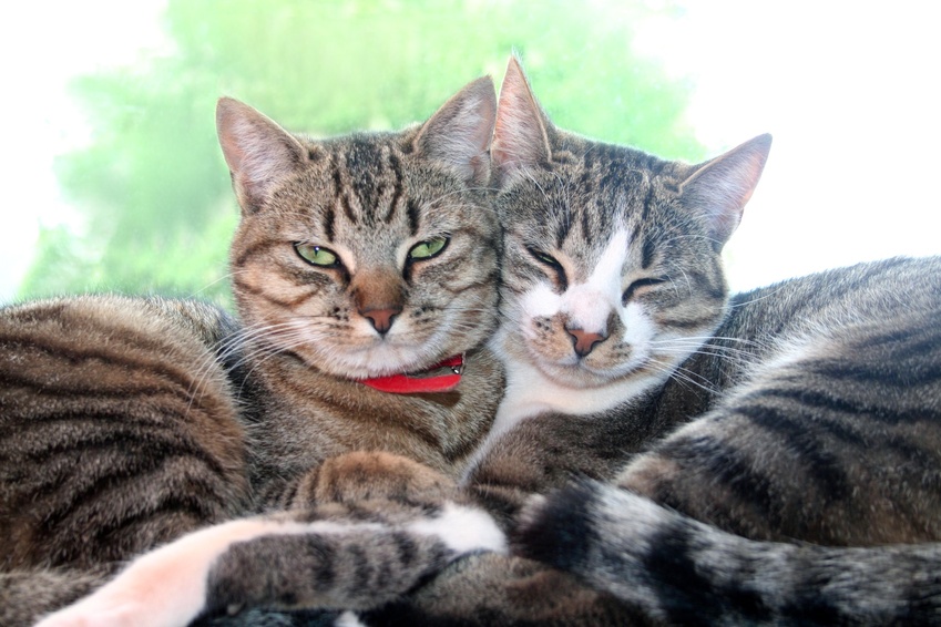 Arrivée du chaton et cohabitation avec les autres animaux
