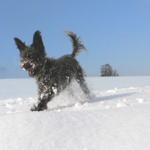Les besoins du chien