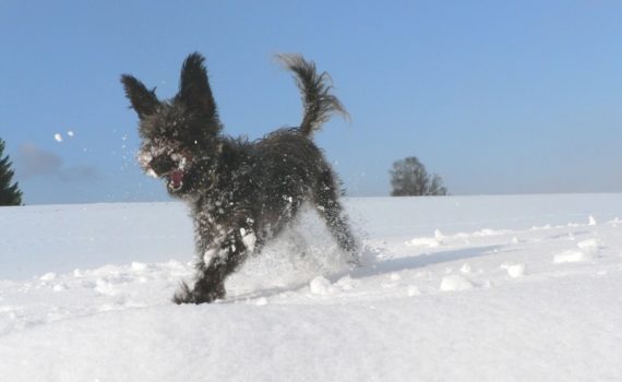 Les besoins du chien