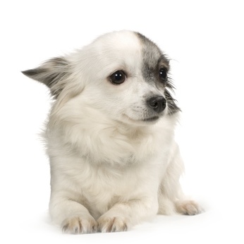Les émotions et les capacités cognitives du chien.