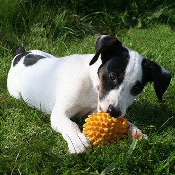 Mon chien fait des trous dans le jardin