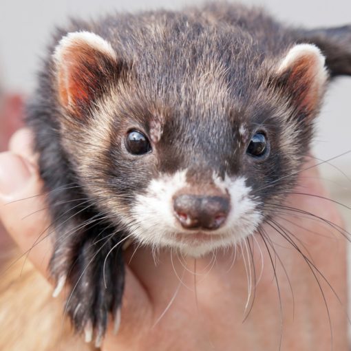 Mon furet mord
