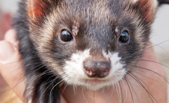 Mon furet mord