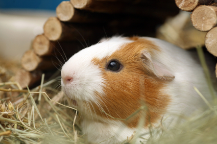 Comment savoir si mon rongeur ou mon lapin est malade ?