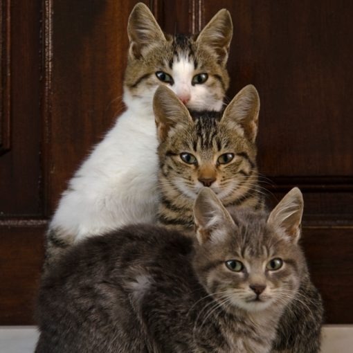 Croissance du chaton