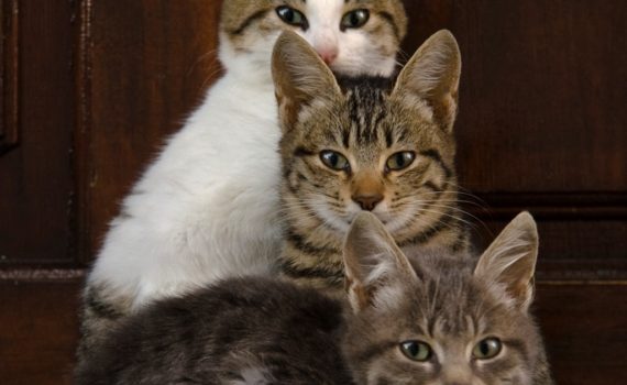 Croissance du chaton
