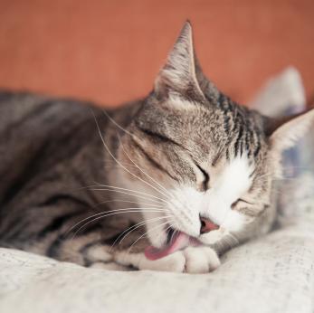 Mon chat n'a plus de poils sur le ventre