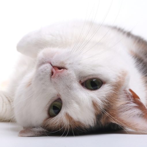 La saillie chez le chat