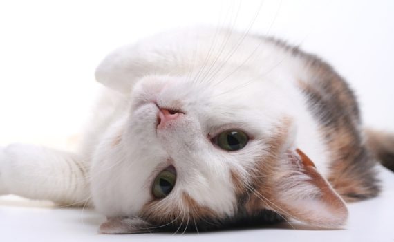 La saillie chez le chat