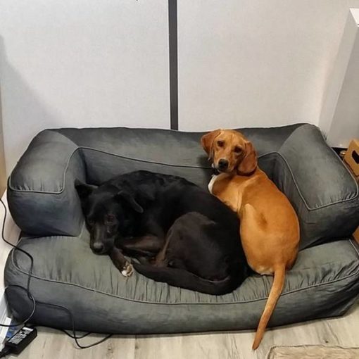 Emmener son chien au travail