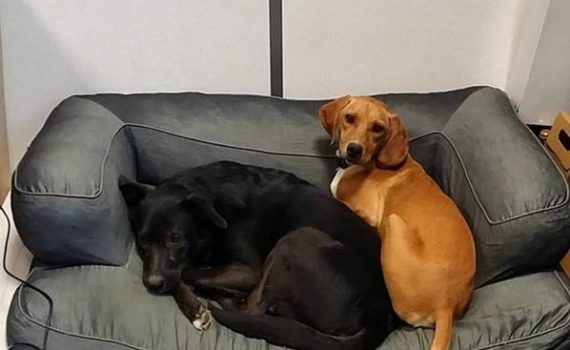 Emmener son chien au travail