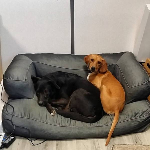 Emmener son chien au travail