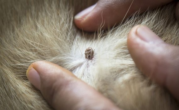 Comment retirer une tique ?