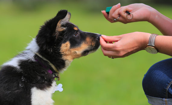 L’éducation positive pour votre chien