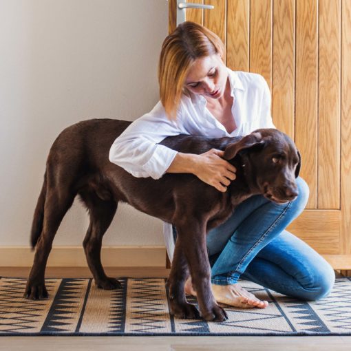 L’hyperattachement chez le chien