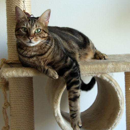 Comment choisir un arbre à chat ?