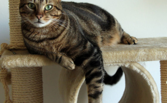 Comment choisir un arbre à chat ?