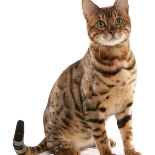 La puberté chez le chat