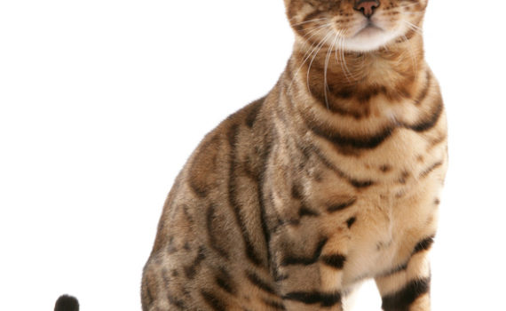 La puberté chez le chat