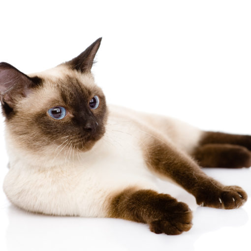 Les MICI chez le chat