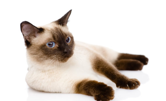 Les MICI chez le chat