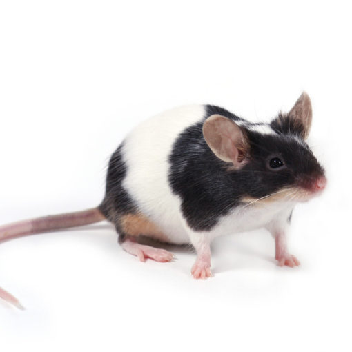 Besoins nutritionnels de la souris