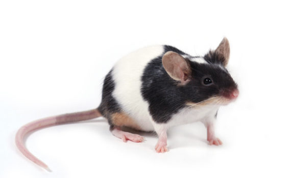 Besoins nutritionnels de la souris