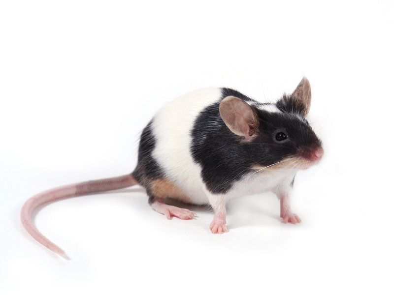 Besoins nutritionnels de la souris