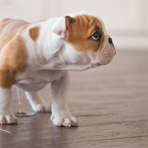L’incontinence urinaire chez le chien