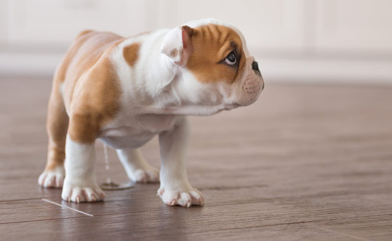 L’incontinence urinaire chez le chien