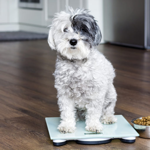 Le poids de mon chien est-il correct ?