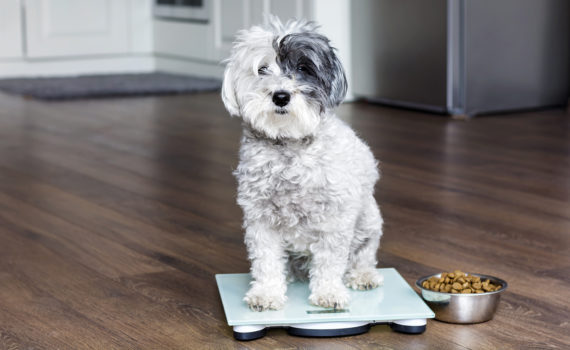 Le poids de mon chien est-il correct ?