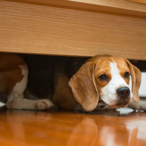 Le syndrome de privation sensorielle chez le chien