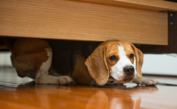Le syndrome de privation sensorielle chez le chien