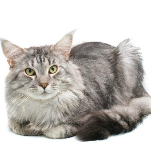 Les allergies rencontrées chez le chat