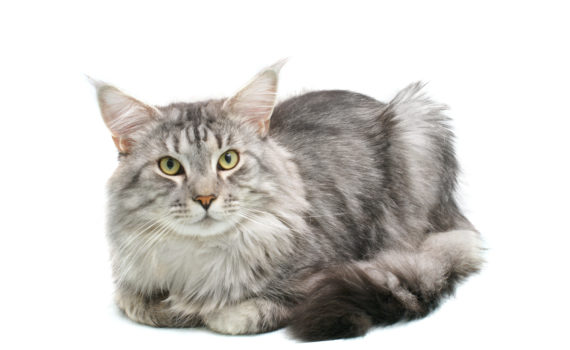 Les allergies rencontrées chez le chat