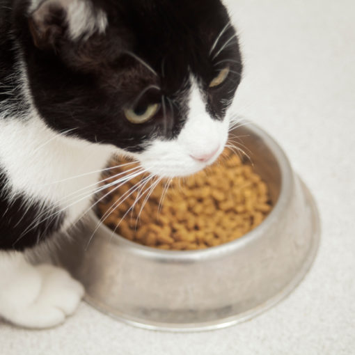 Pourquoi nourrir son chat avec un aliment thérapeutique ?