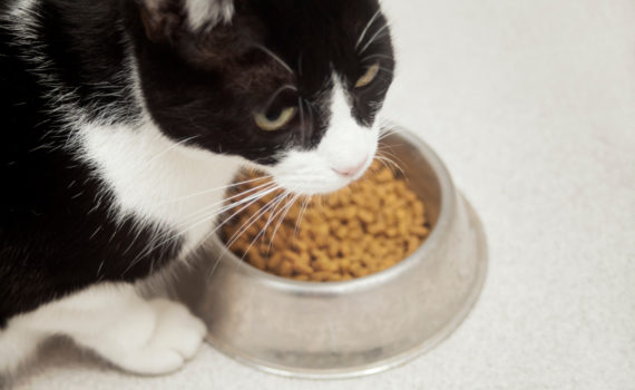 Pourquoi nourrir son chat avec un aliment thérapeutique ?