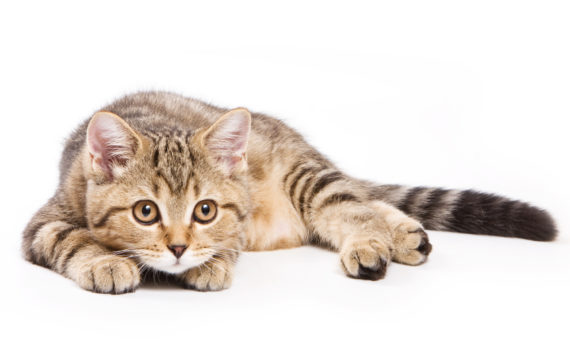 Que faire si mon chat me réveille la nuit ?