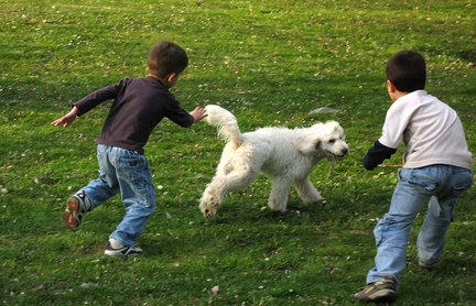 Activités en plein air avec son chien