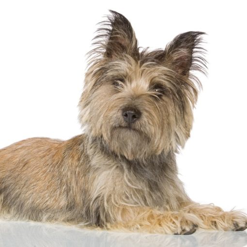 La grossesse nerveuse chez la chienne