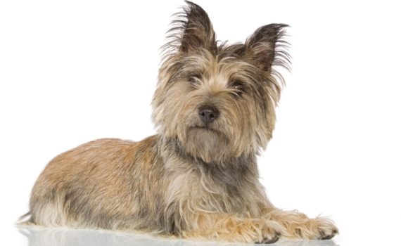 La grossesse nerveuse chez la chienne