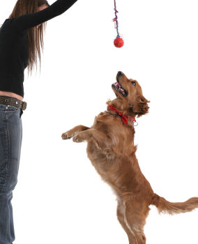 Les animaux et leurs talents