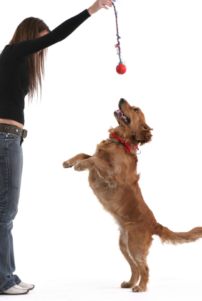 Les animaux et leurs talents