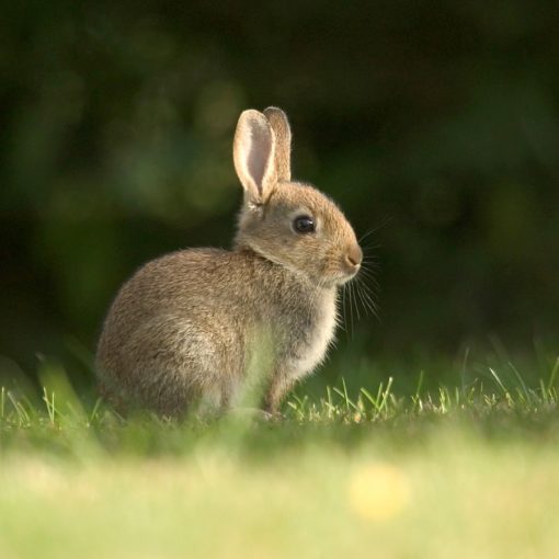 Vacciner son lapin