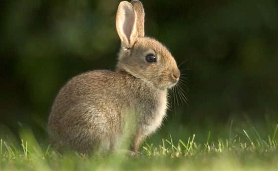Vacciner son lapin