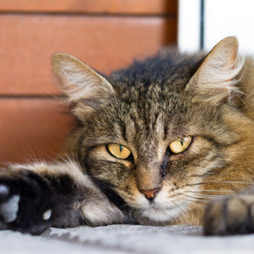 Faire avaler un comprrimé à son chat.