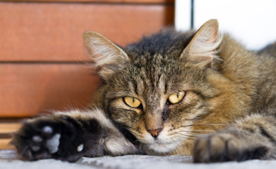Faire avaler un comprrimé à son chat.
